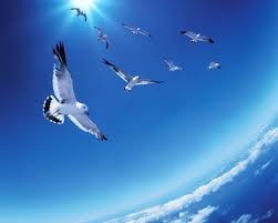 birds_freedom.jpg
